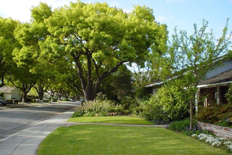 Trồng cây cao, cây cổ thụ để chống nóng cho trần nhà