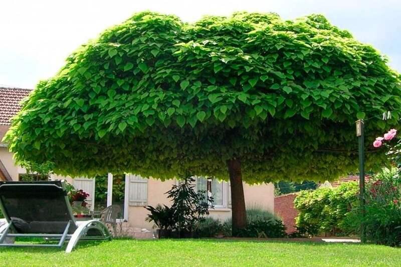 Tận dụng cây ở vườn để đổ bóng mát để chống nóng mái tôn nhanh chóng