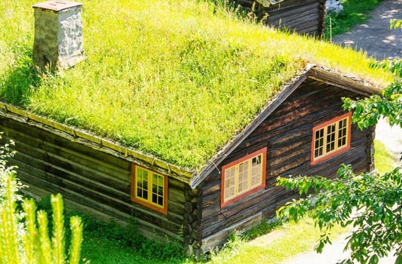 Trồng cây trên mái để chống nóng mái tôn hiệu quả, tạo bầu không khí mát, dễ chịu